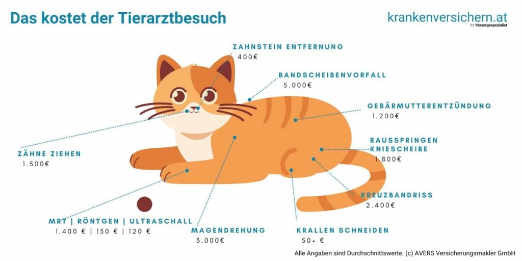 3 besten Katzenversicherungen [2024] Vergleich Österreich